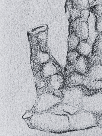 Intestines II