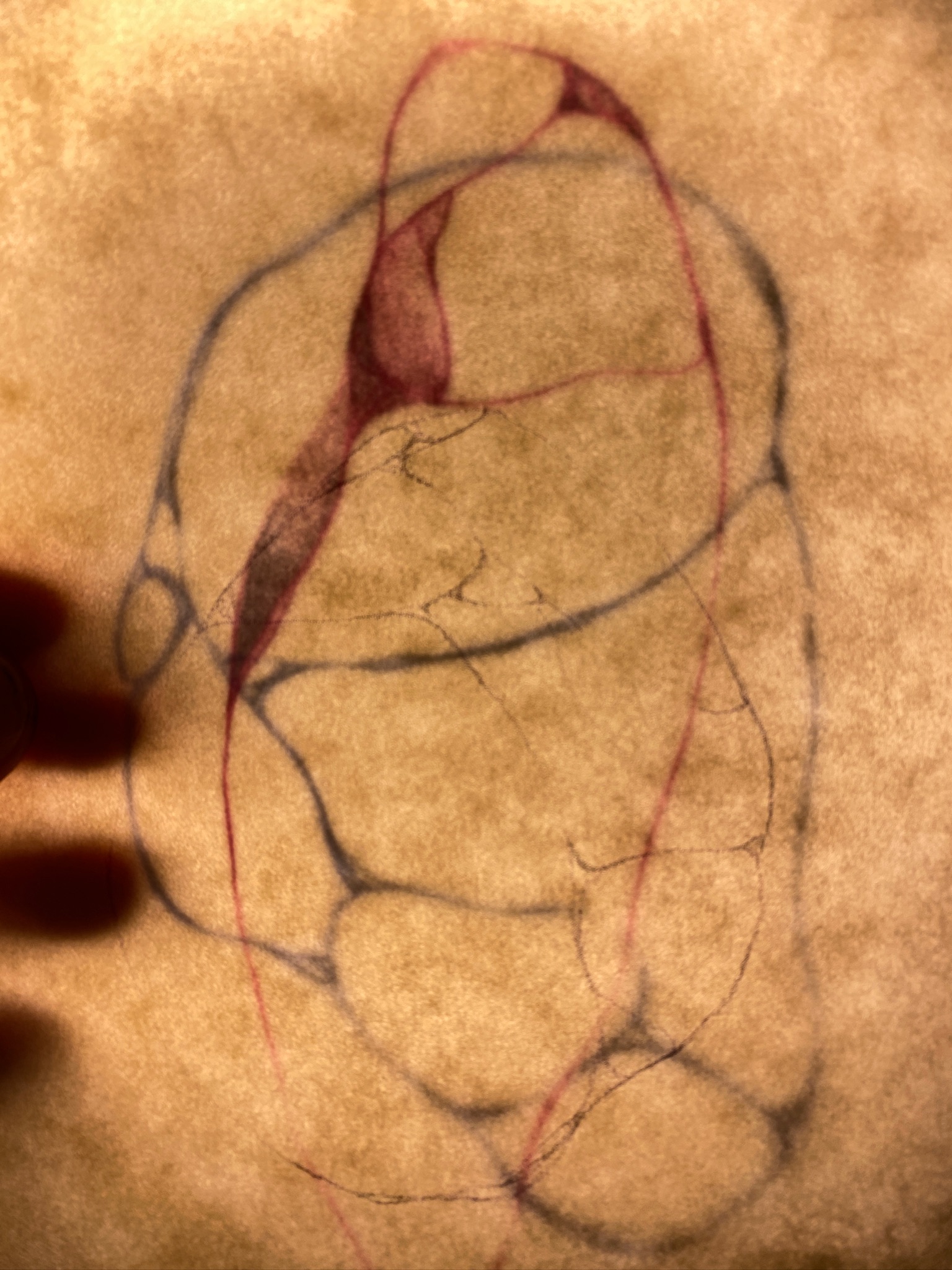 Intestines